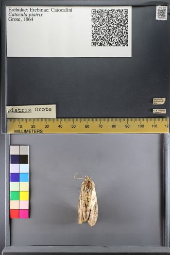 Media type: image;   Entomology 640311